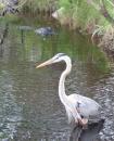 Great blue heron with an alligator beyond (the heron flew away in time)